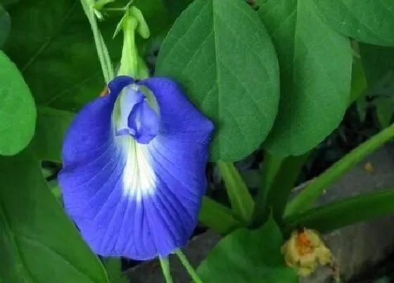 植物种类|蝶豆花是多年生植物吗