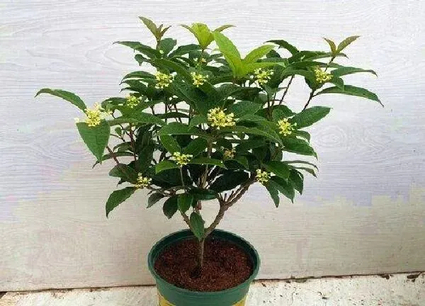 植物移栽|桂花换盆注意事项 四季桂花移盆需要注意什么