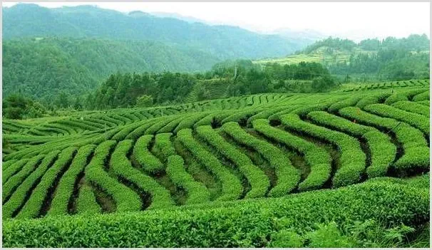 茶叶高效种植管理技术要点 | 农业技术