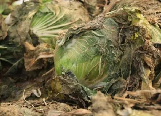 冬天植物|白菜能否用塑料布盖以防冻死（冬天防止白菜受冻方法）