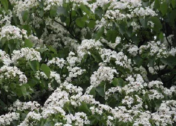 植物百科|油桐是什么植物类别