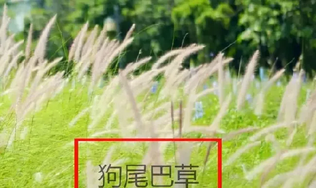 植物百科|狼尾巴草和狗尾巴草的区别