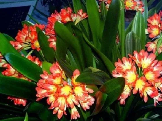 冬天植物|君子兰怕冷吗 冬天君子兰怕冻吗