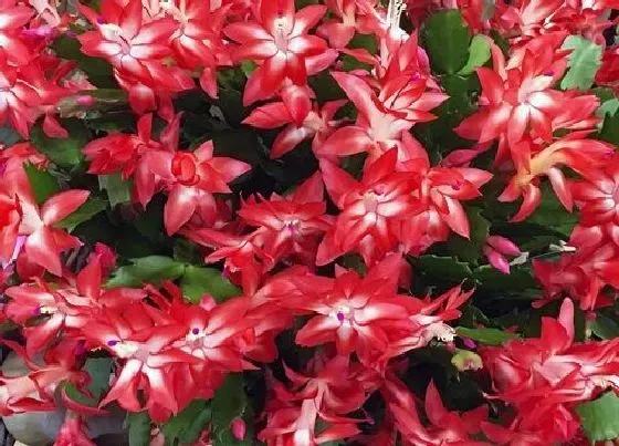 开花时间|蟹爪兰什么时候开花 一年开几次花