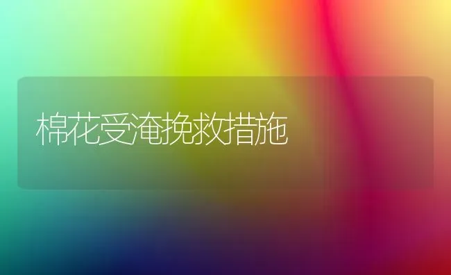 棉花受淹挽救措施 | 粮油作物种植