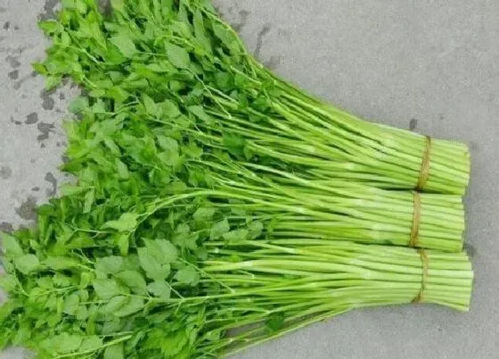 植物百科|水芹菜是什么季节的菜