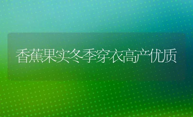 香蕉果实冬季穿衣高产优质 | 瓜果种植