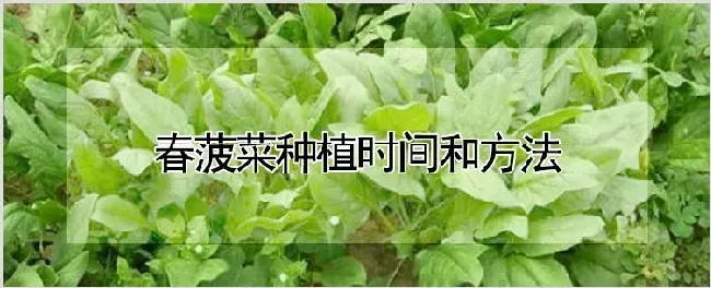 春菠菜种植时间和方法 | 自然知识