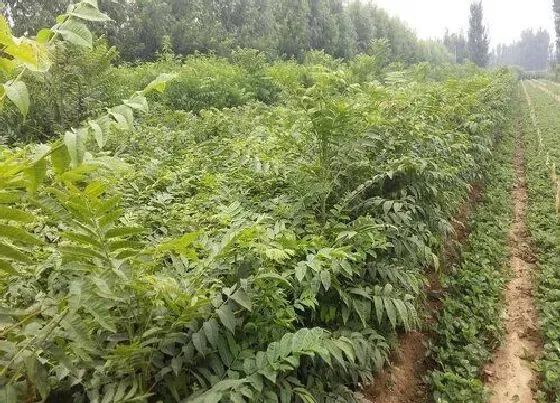 植物排行|香椿树什么品种最好