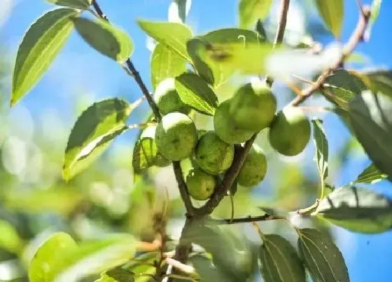 植物虫害|凤眼菩提长虫子怎么办