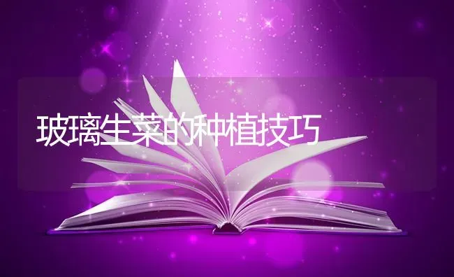 玻璃生菜的种植技巧 | 植物种植百科