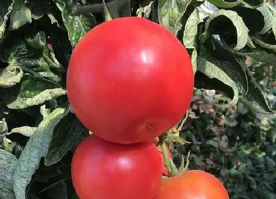植物种类|西红柿是双子叶植物吗