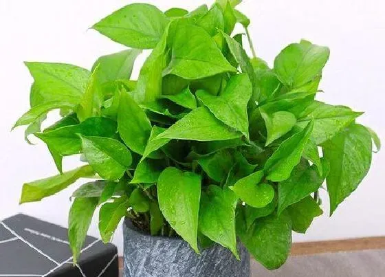 植物排行|室内植物有哪些
