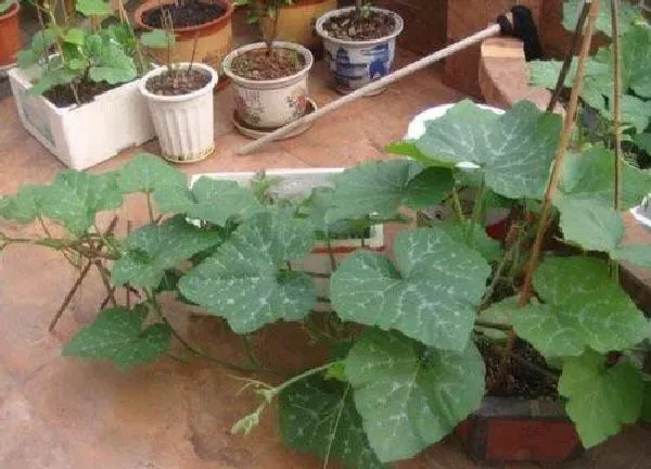 养殖科普|南瓜可以种在花盆里吗