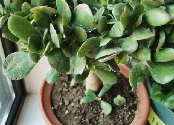 植物寓意|玉树开花预示着什么意思