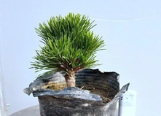 植物百科|五针松可以淋雨吗