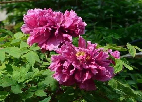 不开花|牡丹为什么不开花