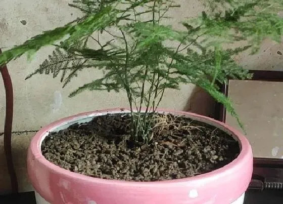植物施肥|文竹浇什么肥料合适