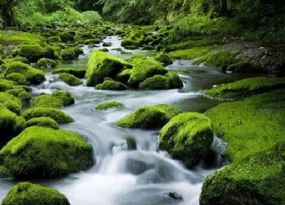 生长环境|青苔的生长环境及生长地方条件