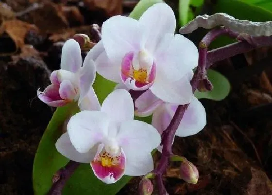 颜色花|仙客来有几种颜色