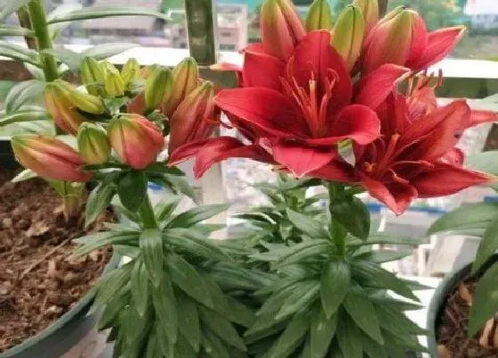 种植土壤|百合花可以地栽吗