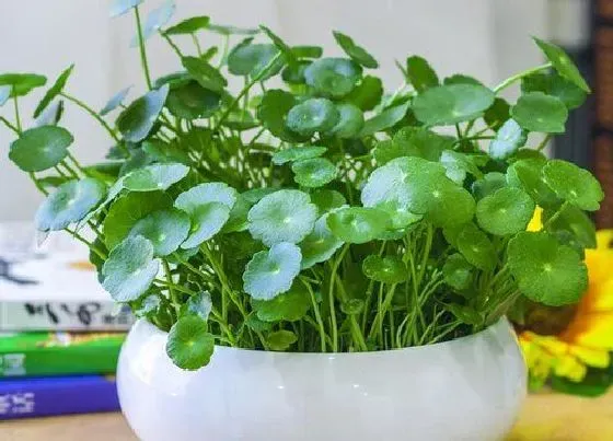 习性特点|金钱草的样子和特点描写