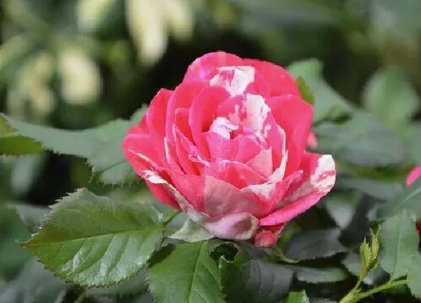 养殖方法|月季花怎么养家庭养法