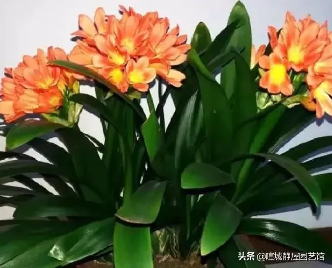 植物百科|君子兰有没有公母之分（君子兰不分公母为什么不开花）