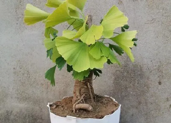 植物产地|银杏产地在什么地方 产地在哪里