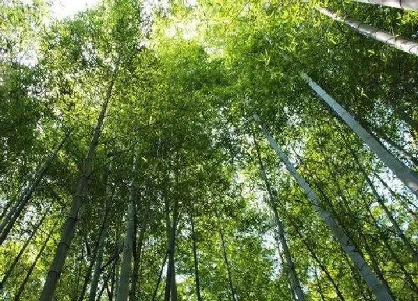 植物发芽|毛竹种子多久发芽