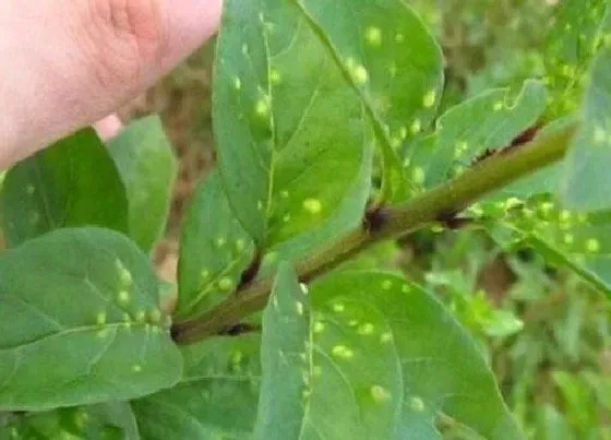 植物虫害|枸杞长虫子怎么办