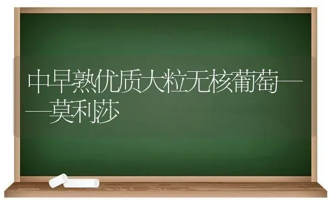 中早熟优质大粒无核葡萄——莫利莎 | 瓜果种植