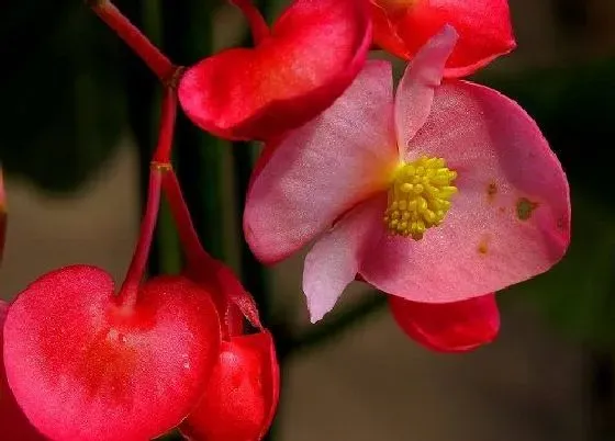 开花时间|竹节海棠一年开几次花 花期月份与时间