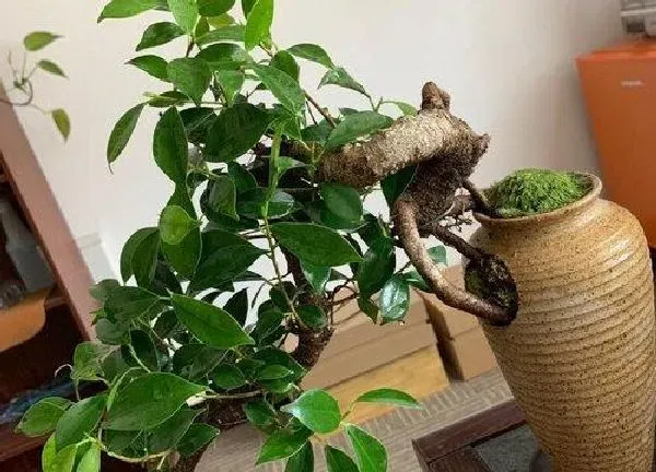植物浇水|盆景榕树怎么浇水方法