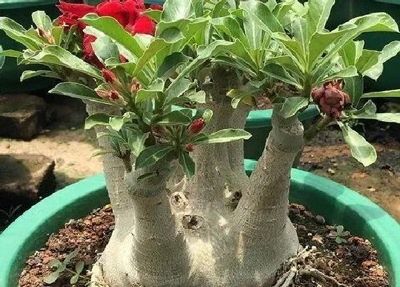 冬天植物|沙漠玫瑰如何过冬 沙漠玫瑰冬天怎么养才能安全过冬