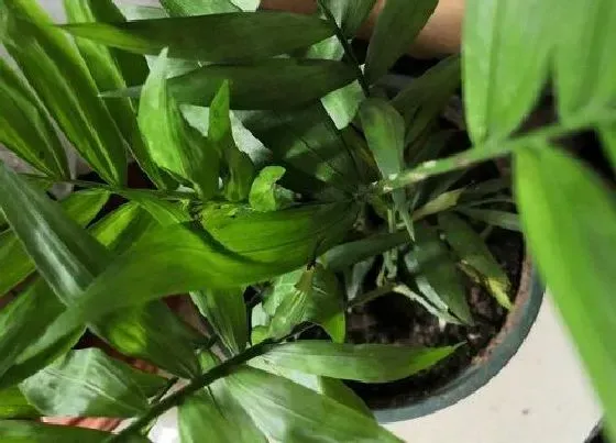 烂根|夏威夷竹子烂根怎么办