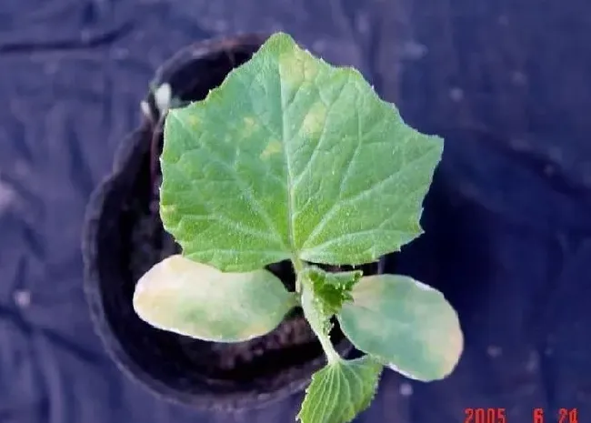 植物病害|黄瓜霜霉病防治小妙招（大棚黄瓜霜霉病造成症状与根治施）
