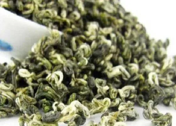 植物泡水|中国最好的茶叶排名榜（知名高端茶叶品类品牌）