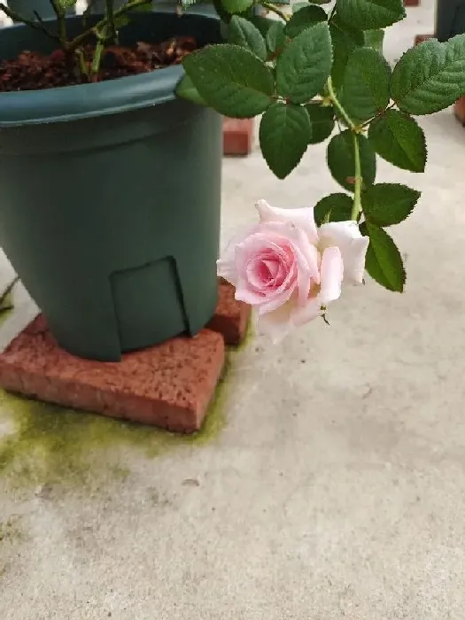 植物百科|洛神月季花优缺点（灌木月季洛神抗病性强好养多季开花）