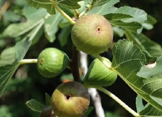 植物寓意|无花果树的寓意和象征风水