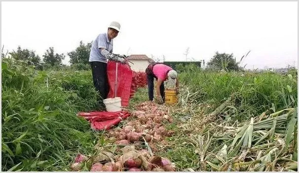 洋葱的高产播种技巧 | 种植技术