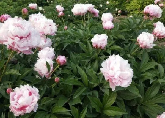 冬天植物|芍药耐寒吗 冬天越冬能耐多少度低温