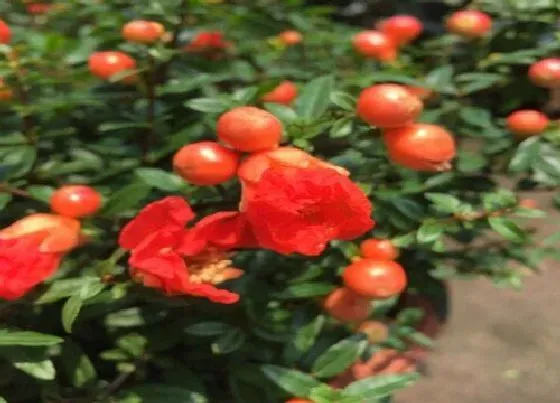 植物寓意|石榴花花语代表什么意思