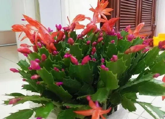 开花时间|蟹爪兰什么时候开花 一年开几次花