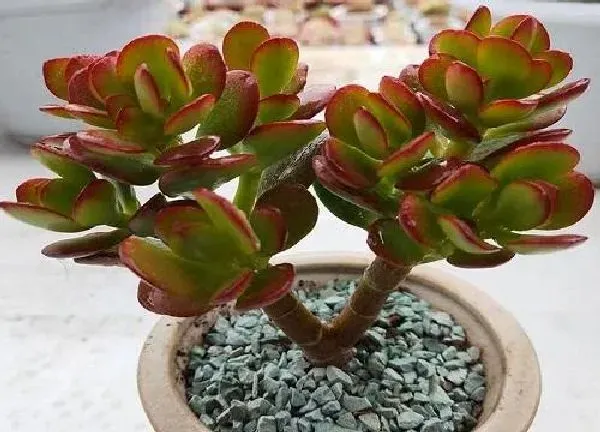 植物浇水|燕子掌浇水时间和正确方法