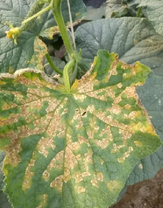 植物病害|黄瓜霜霉病防治小妙招（大棚黄瓜霜霉病造成症状与根治施）