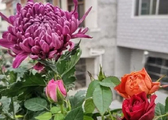 冬天植物|菊花抗冻吗