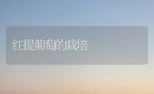 红提葡萄的栽培 | 瓜果种植