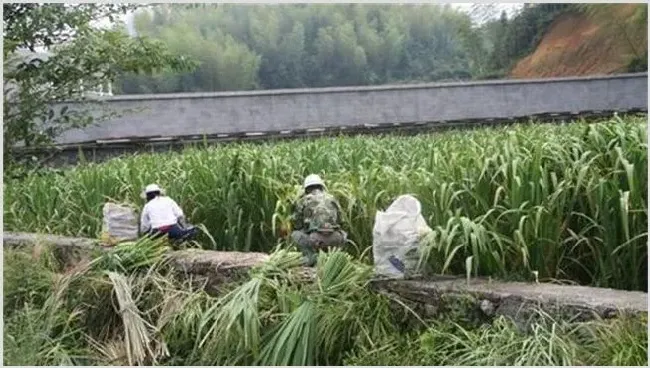 冷水茭白的栽培技术 | 种植技术