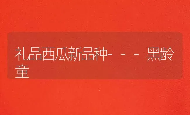 礼品西瓜新品种---黑龄童 | 瓜果种植